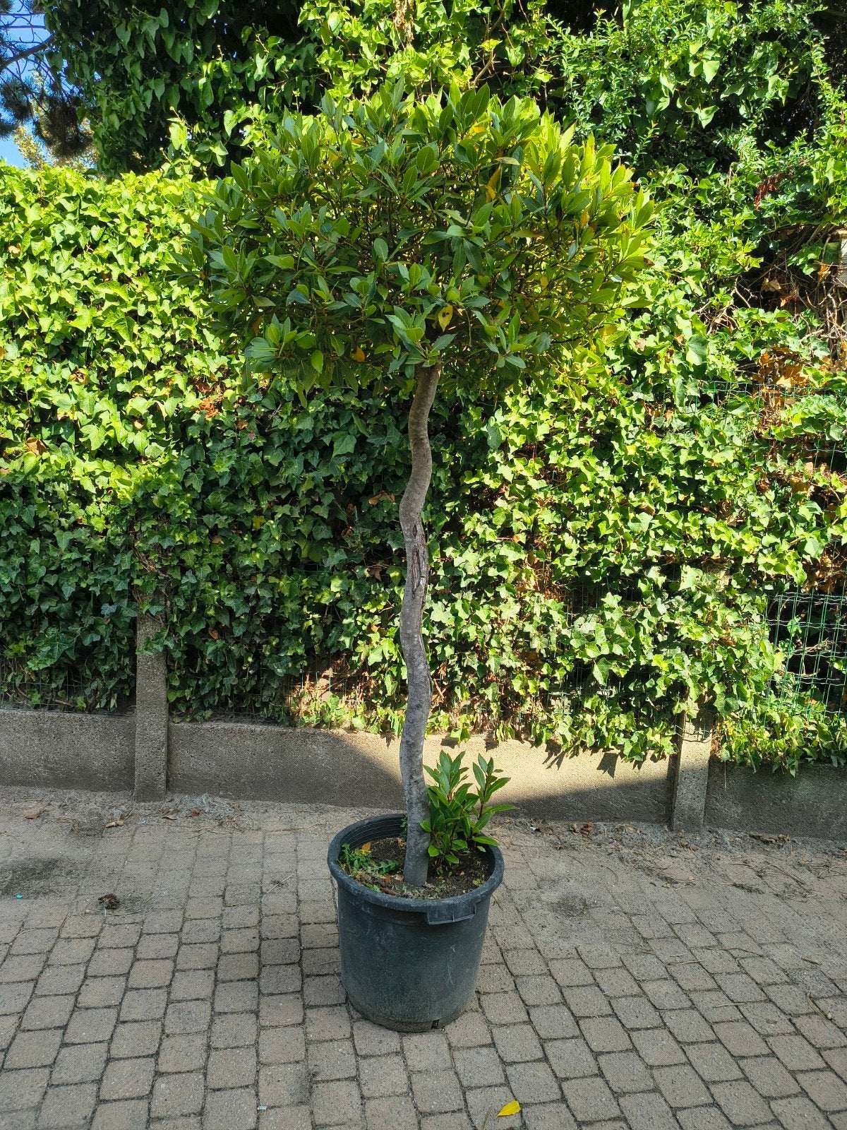 LAATSTE STUKS Laurier Nobilis Op Gevormde Stam Pot 25 liter, Enlèvement, Olivier