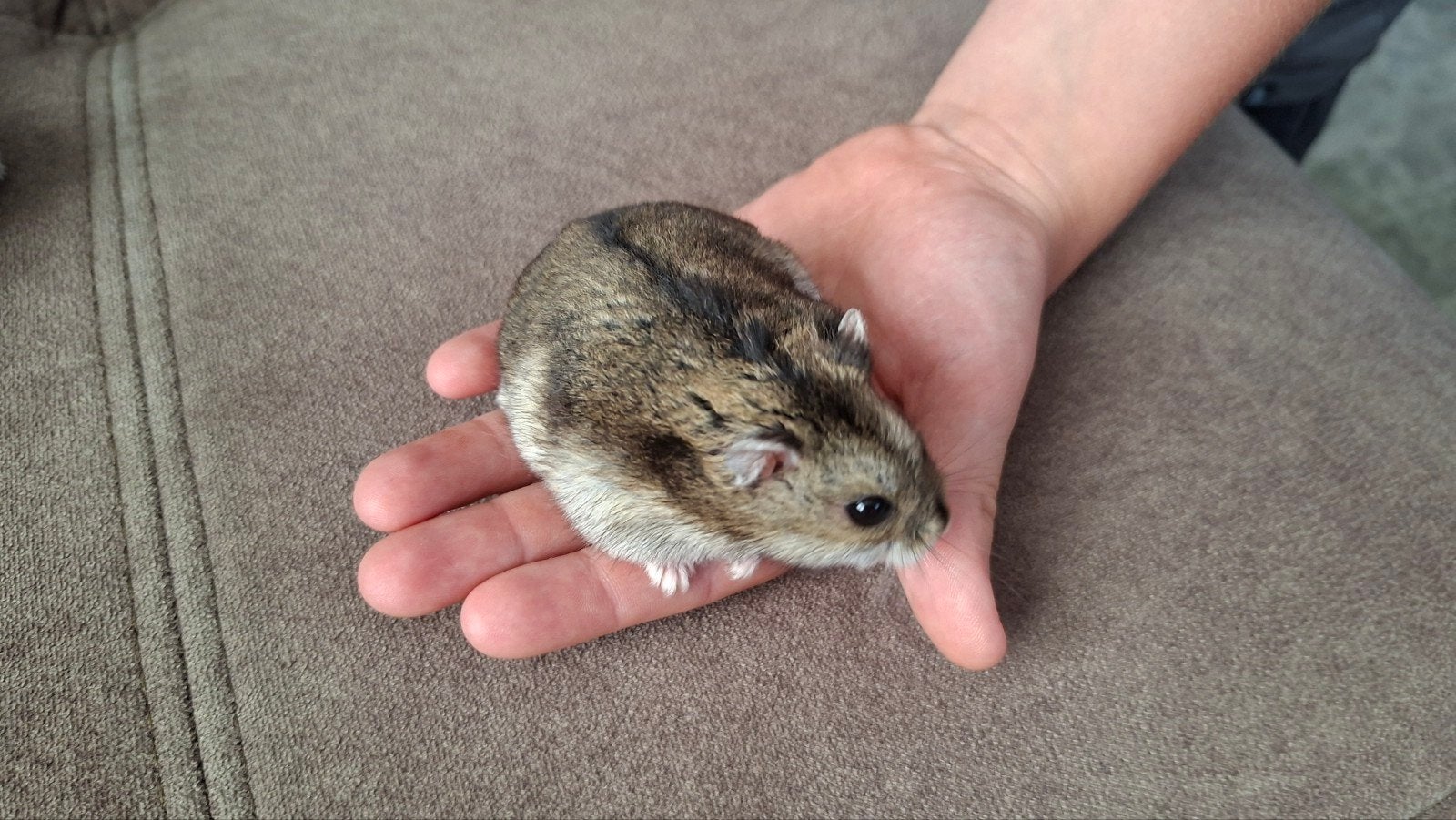 Russische dwerghamster, Dieren en Toebehoren