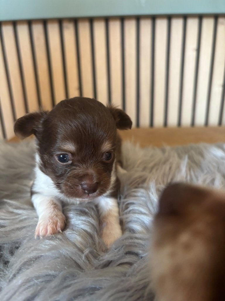 Chihuahua pups langhaar, België, Fokker | Hobbymatig, CDV (hondenziekte), 8 tot 15 weken