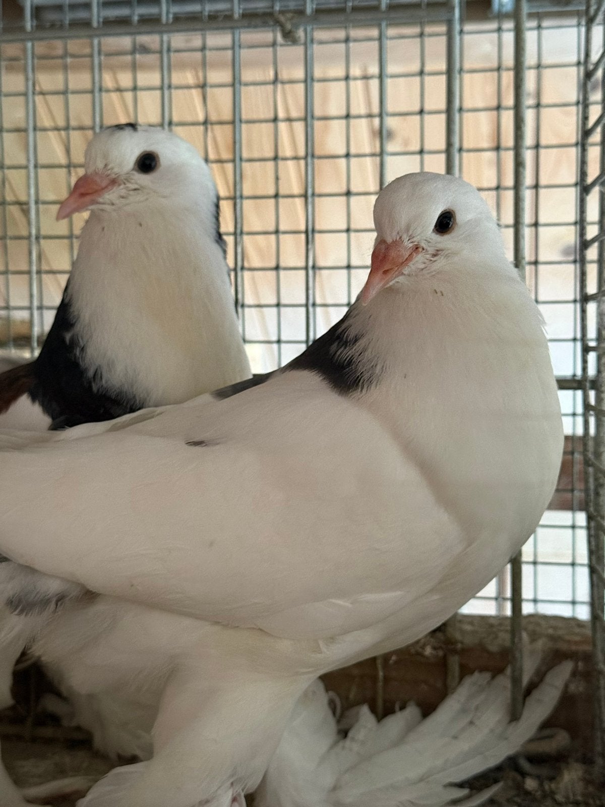 Gebtse kroppes 2026, Meerdere dieren, Kropper