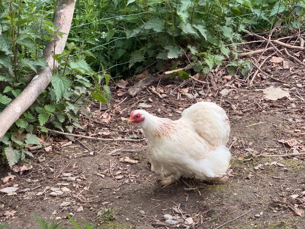 Poule Bantam 2025, Animaux & Accessoires