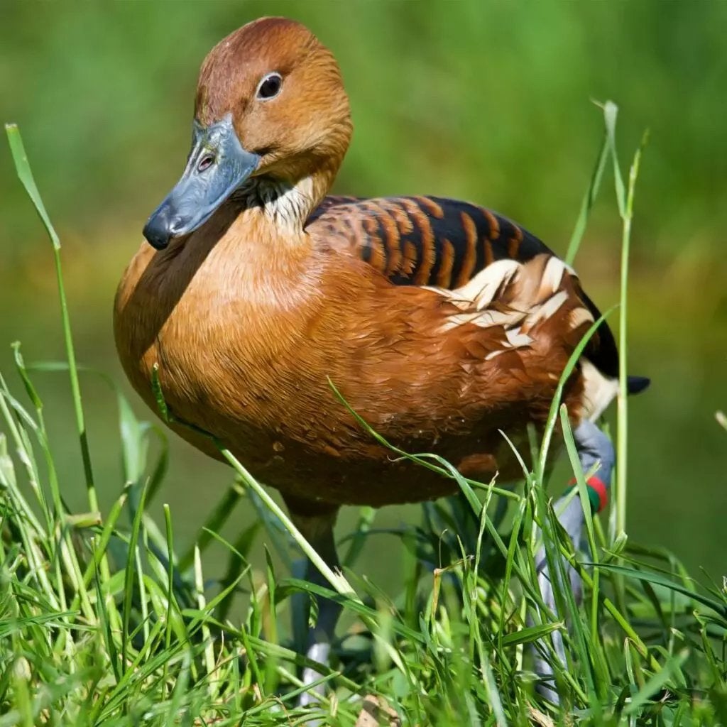 Gele boomeenden, Dieren en Toebehoren, Pluimvee