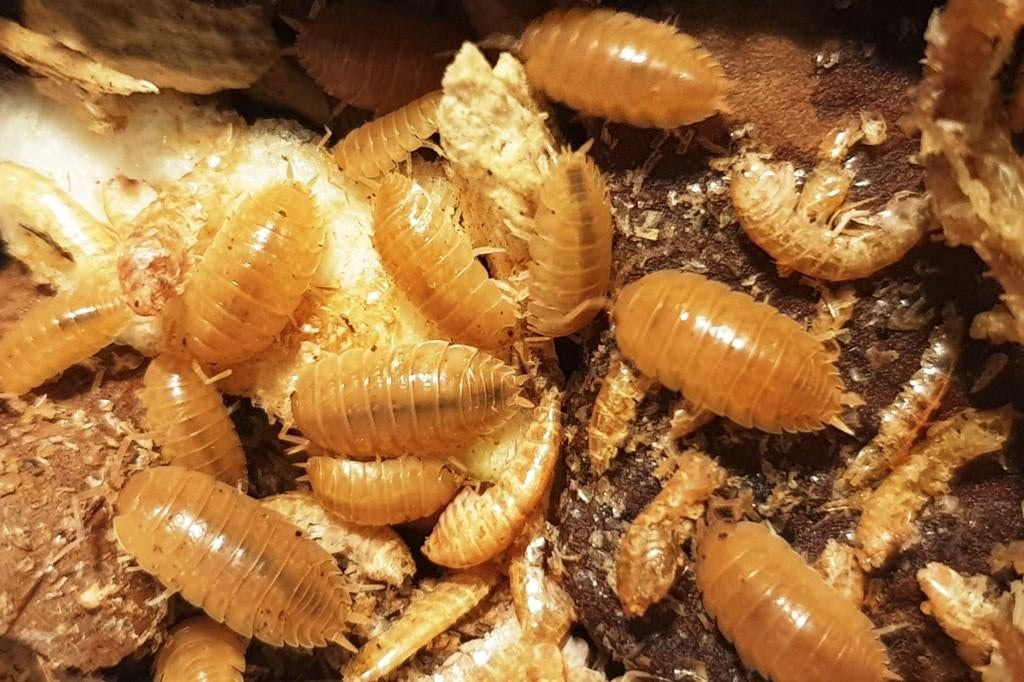 Isopods Porcellio scaber 'orange', Dieren en Toebehoren, Overige soorten