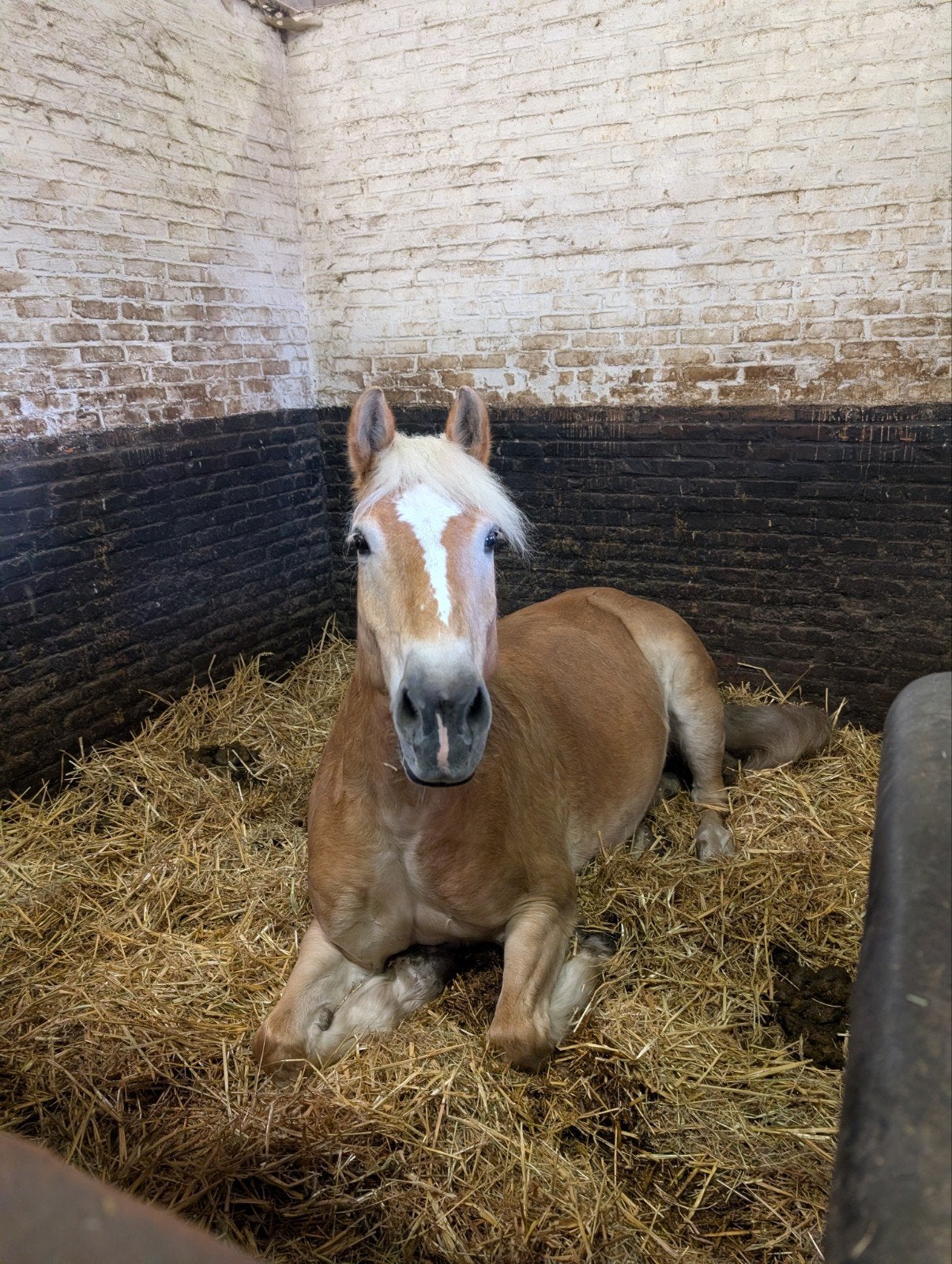 Brave haflinger, Dieren en Toebehoren, Paarden