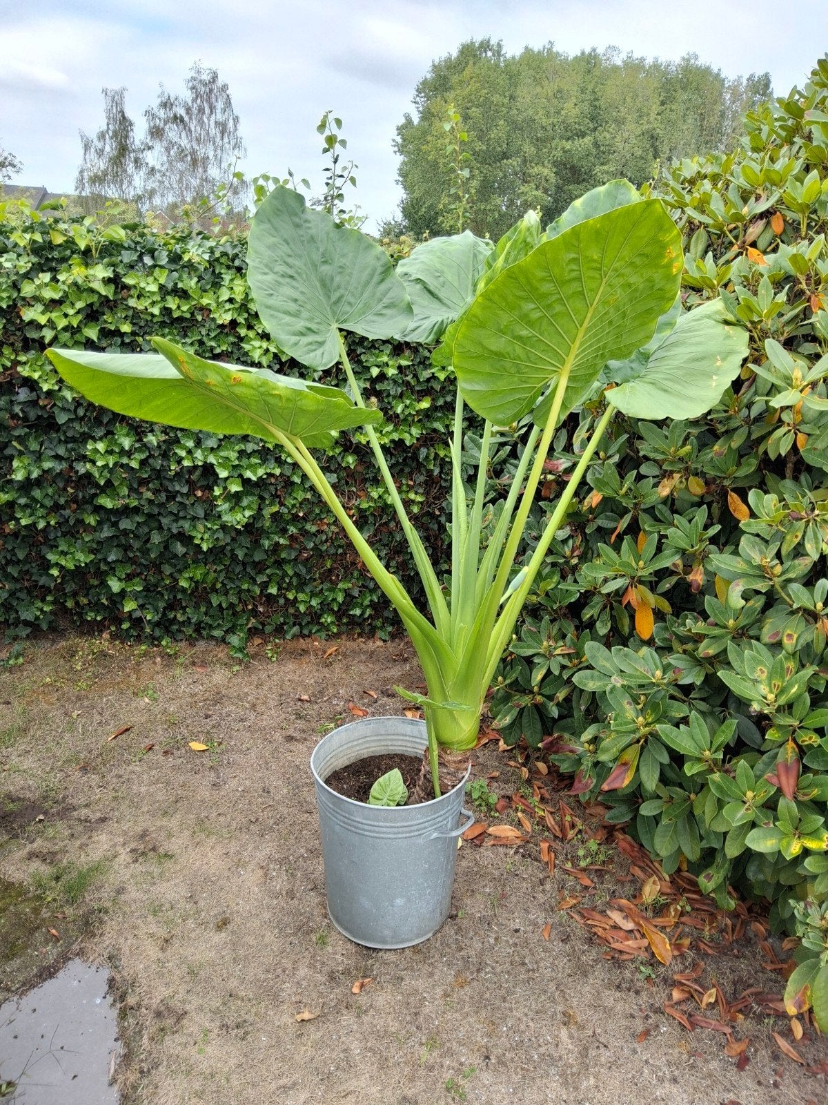 ALOCASIA planten van pm 150 cm aan €35 per stuk., Huis en Inrichting, Ophalen