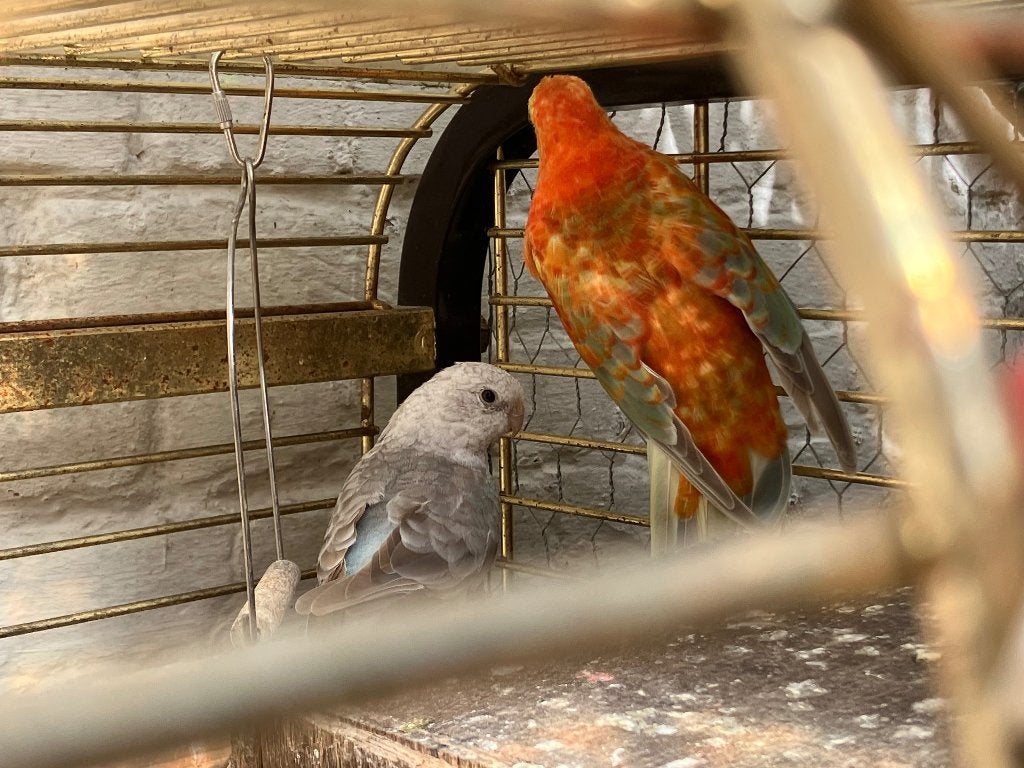 Koppel Roodruggen, Plusieurs animaux, Perruche
