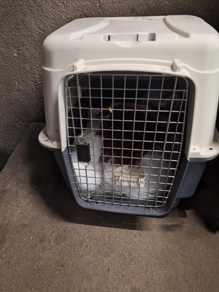 Honden transportbench, Dieren en Toebehoren, Transportboxen, Ophalen, Gebruikt