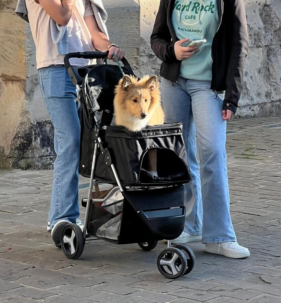 À vendre : Poussette pour chien – État impeccable, Ophalen, Zo goed als nieuw