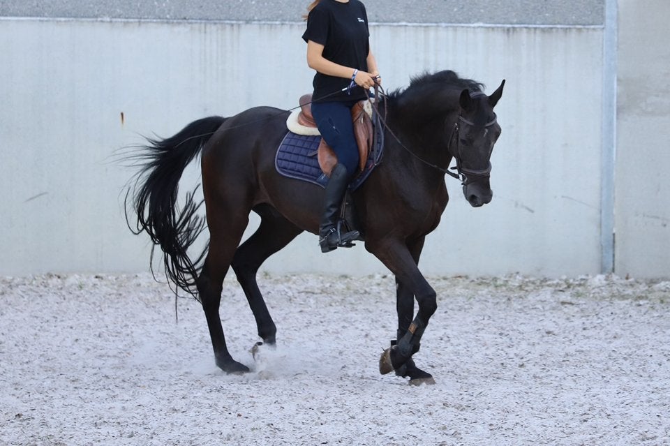 Prachtige ruin te koop, Dieren en Toebehoren, Paarden, Met stamboom, Ruin, Zadelmak, 11 jaar of ouder