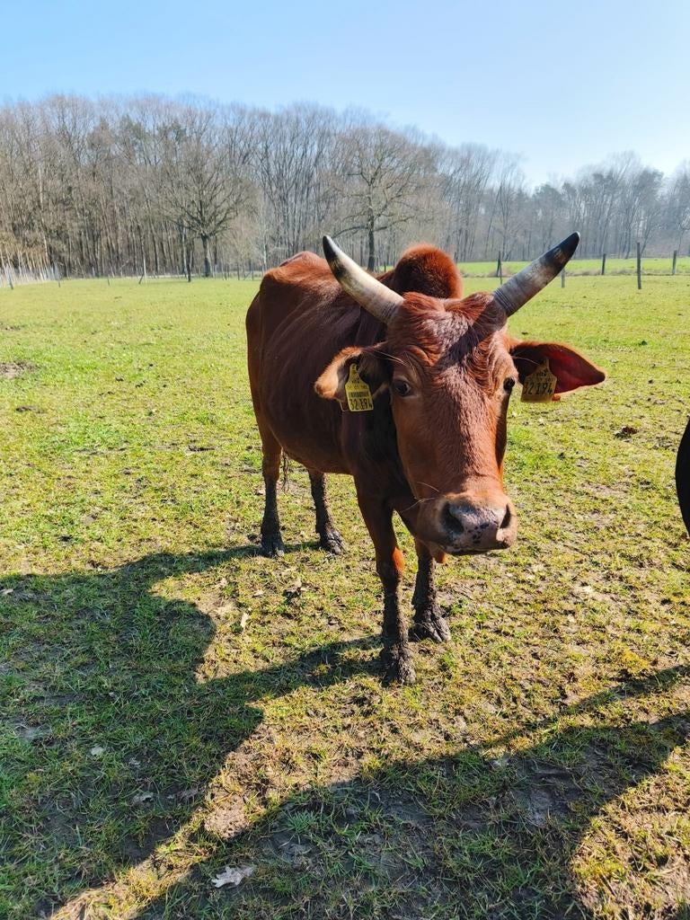 mini zeboe rund moeder en dochter, Dieren en Toebehoren, Vrouwelijk, 3 tot 6 jaar