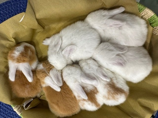 diverse konijntjes, Dieren en Toebehoren, Konijnen, Meerdere dieren, Klein, 0 tot 2 jaar