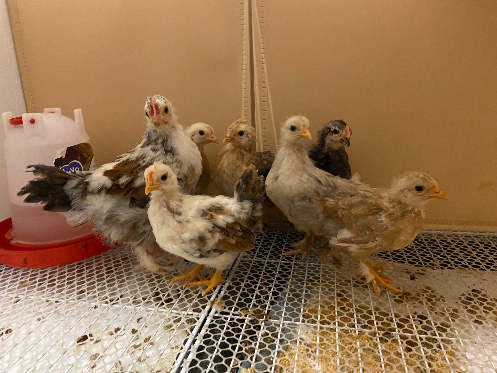 Serama kuikens, Dieren en Toebehoren, Vogels | Overige Vogels, Meerdere dieren, Tam