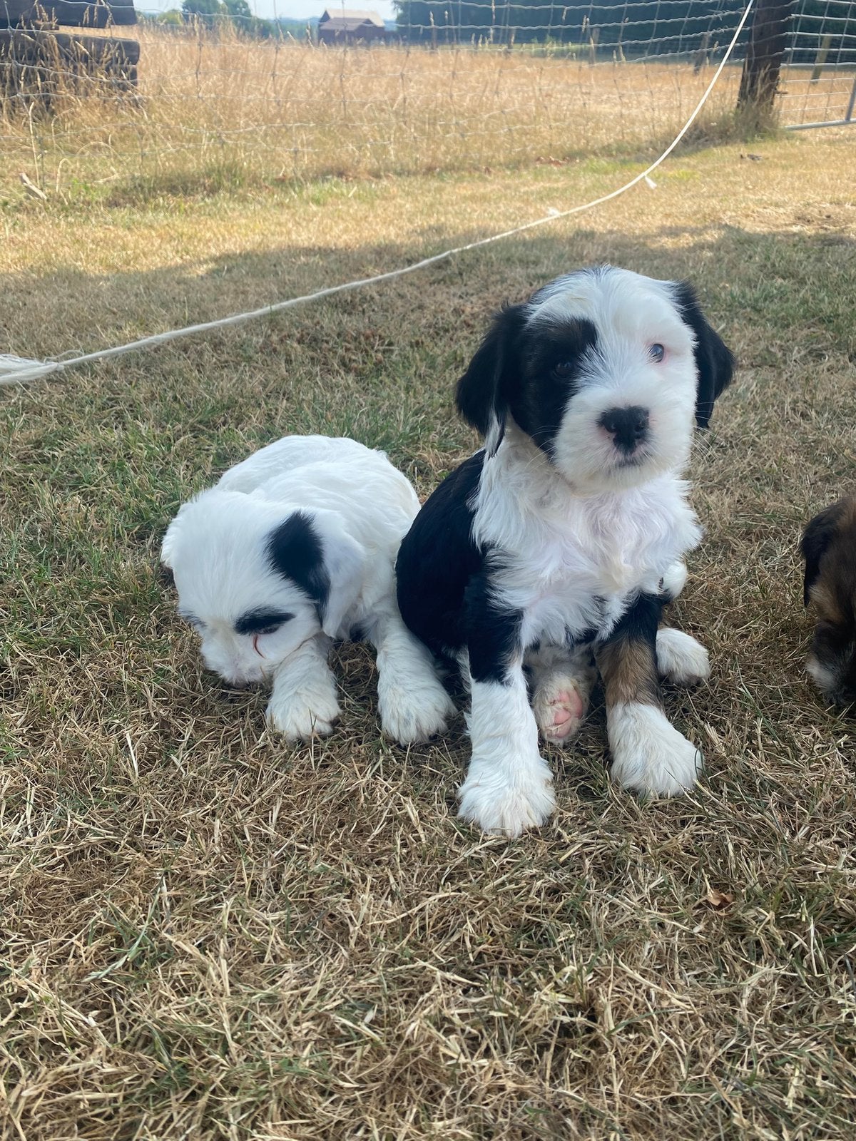 Tibetaanse terriër pupjes, Dieren en Toebehoren, België, Overige rassen, CDV (hondenziekte), 8 tot 15 weken