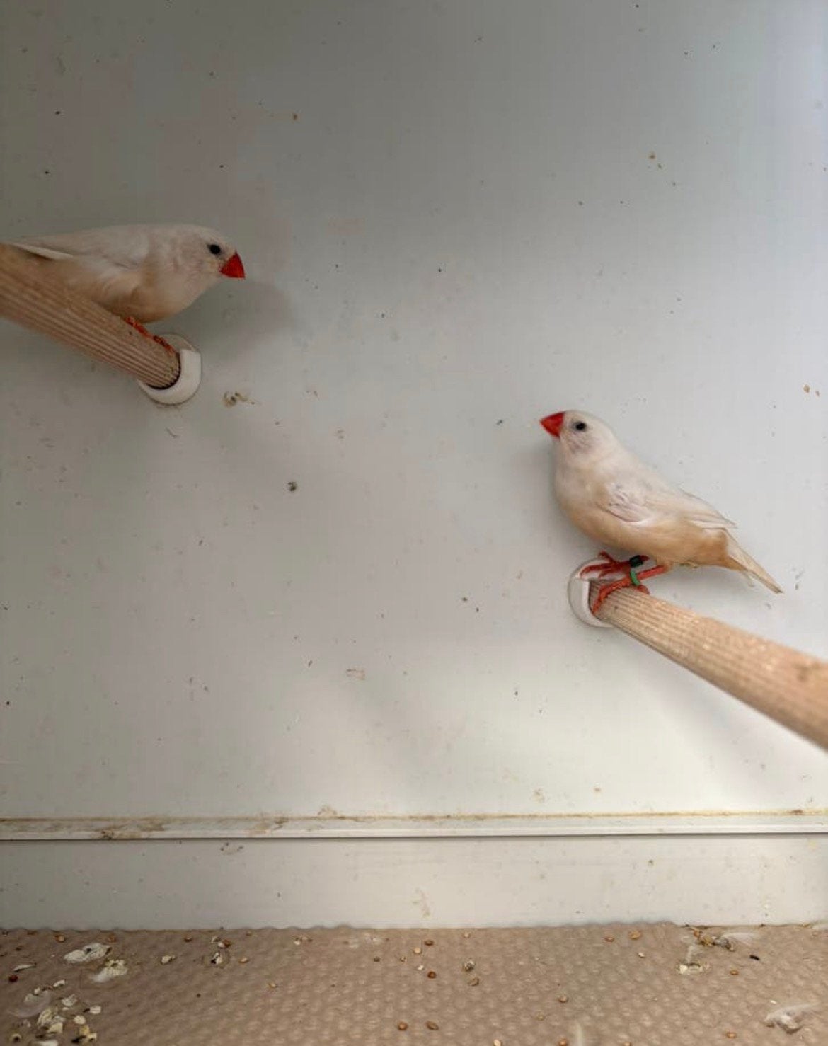 2 koppels isabel bruine zebravinken., Dieren en Toebehoren, Vogels | Overige Vogels, Meerdere dieren