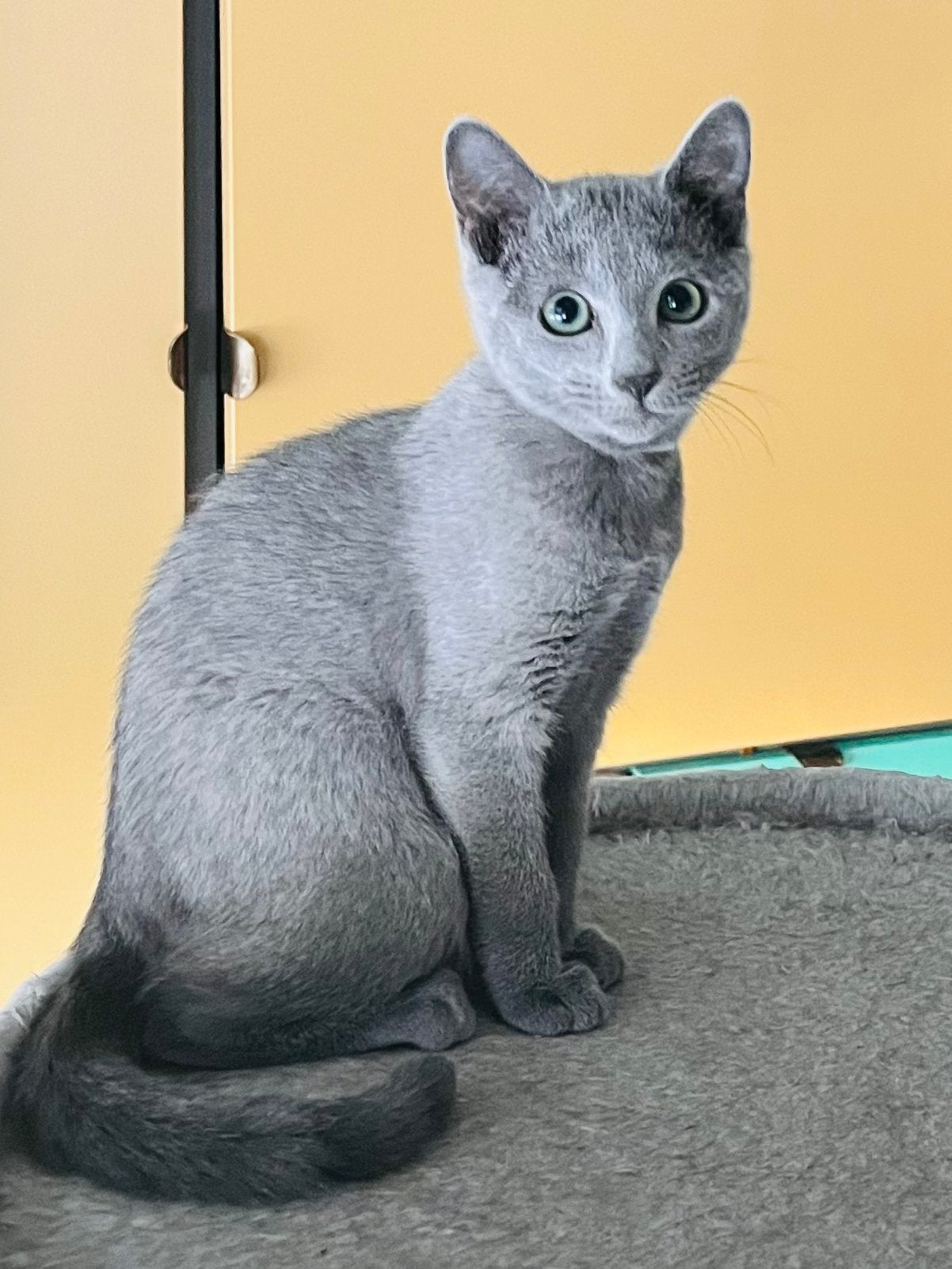Blauwe rus meisje, Chatte ou Chat, Avec pedigree, 0 à 2 ans