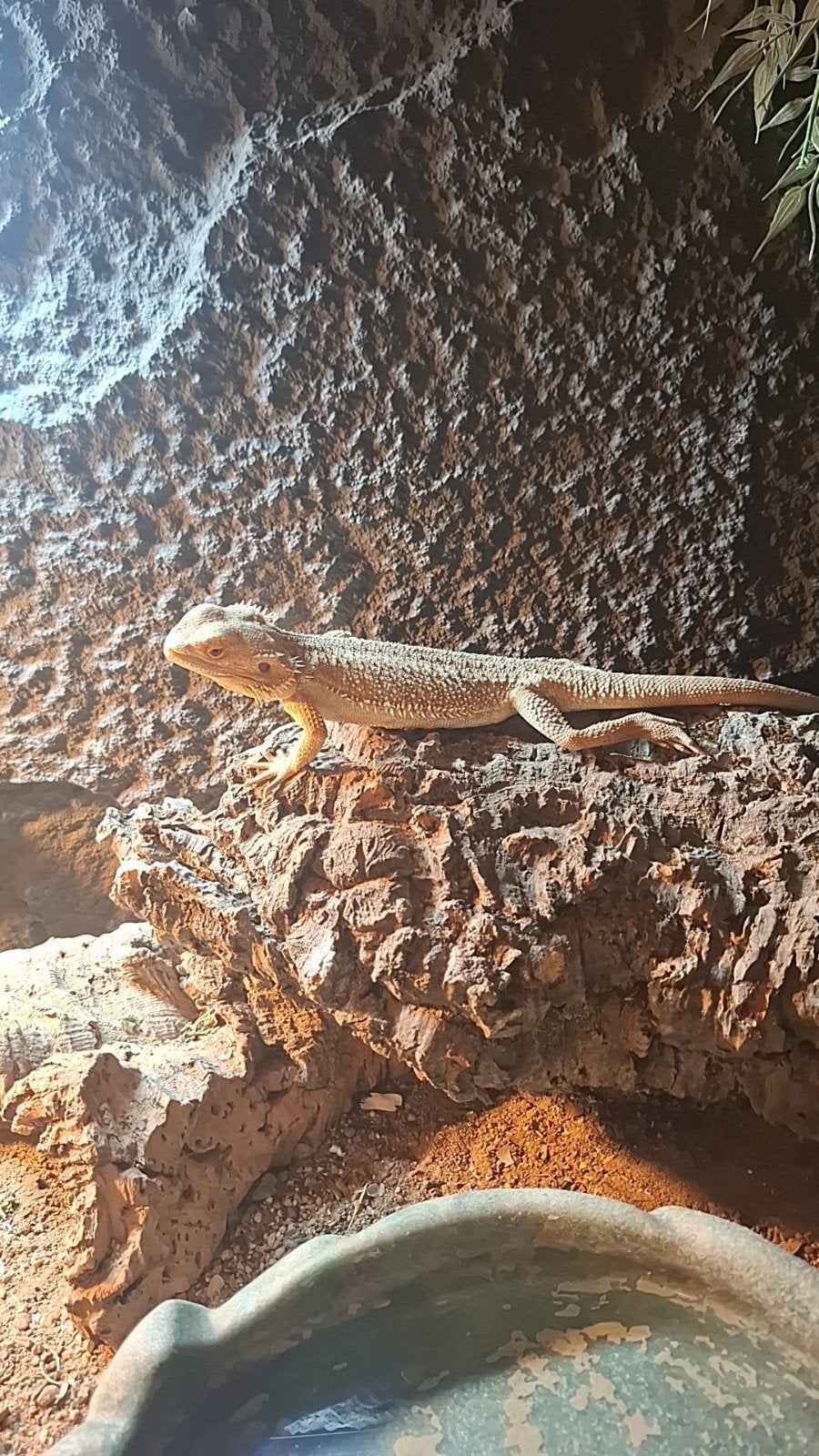 Baardagaam, Dieren en Toebehoren, 0 tot 2 jaar
