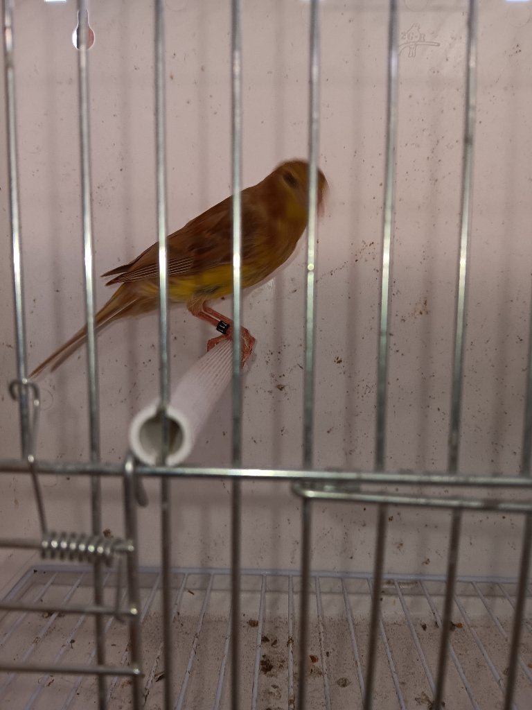 timbrado zangkanarie, Dieren en Toebehoren, Meerdere dieren, Zangkanarie