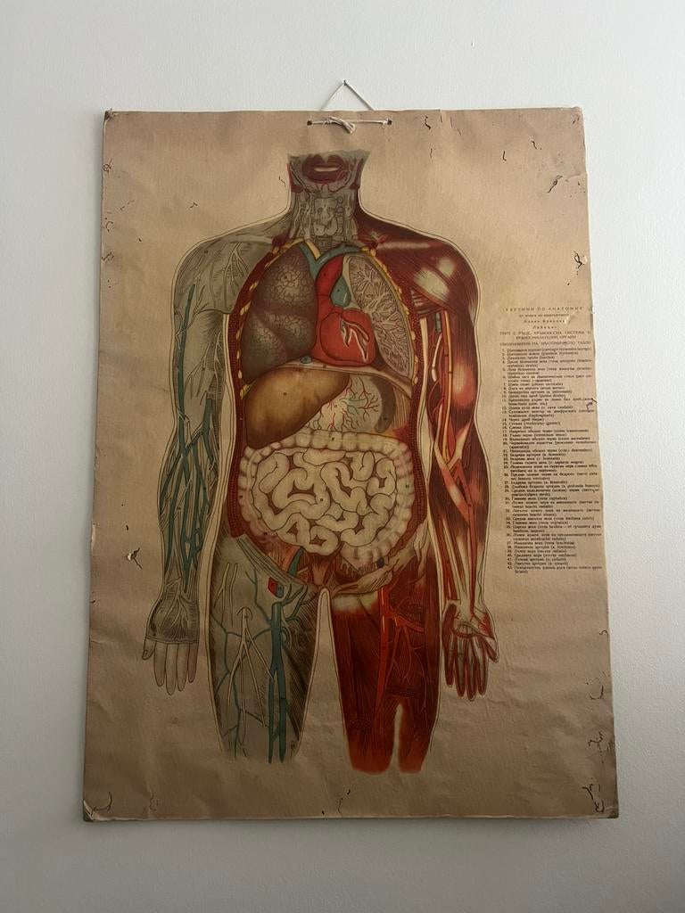 Set van 3 medische posters, Antiek en Kunst, Antiek | Schoolplaten, Geschiedenis, Ophalen
