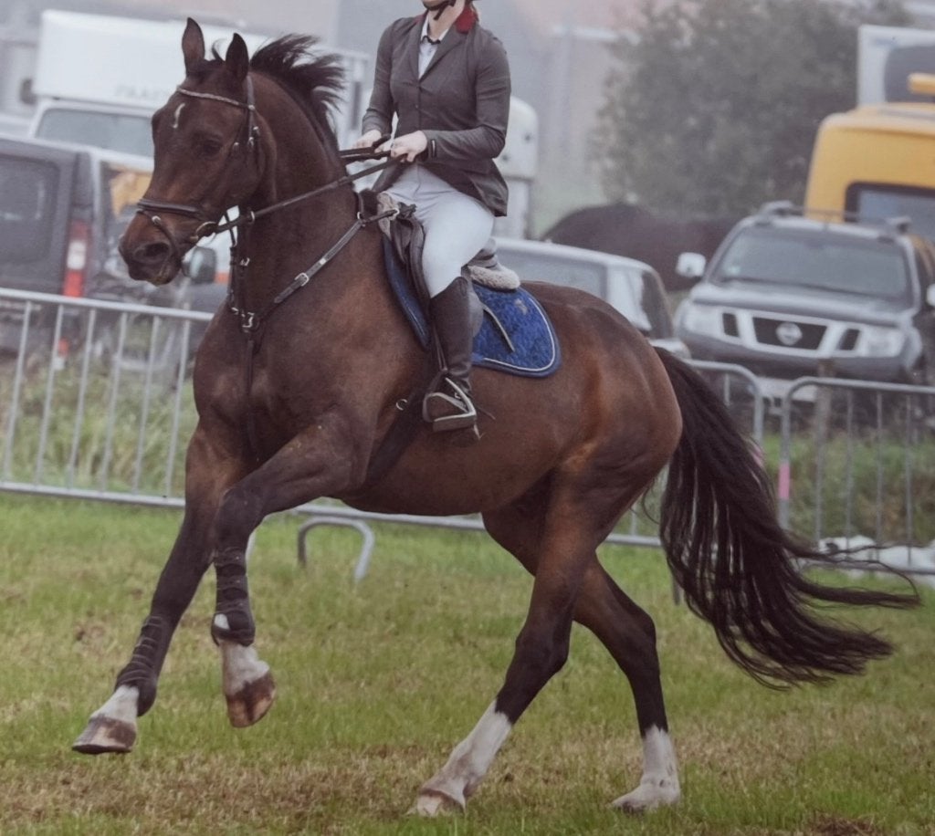 Springpaard: 8-jarige ruin (2017) 1m65, Dieren en Toebehoren, Paarden, Ruin, Niet van toepassing, 165 tot 170 cm, 7 tot 10 jaar