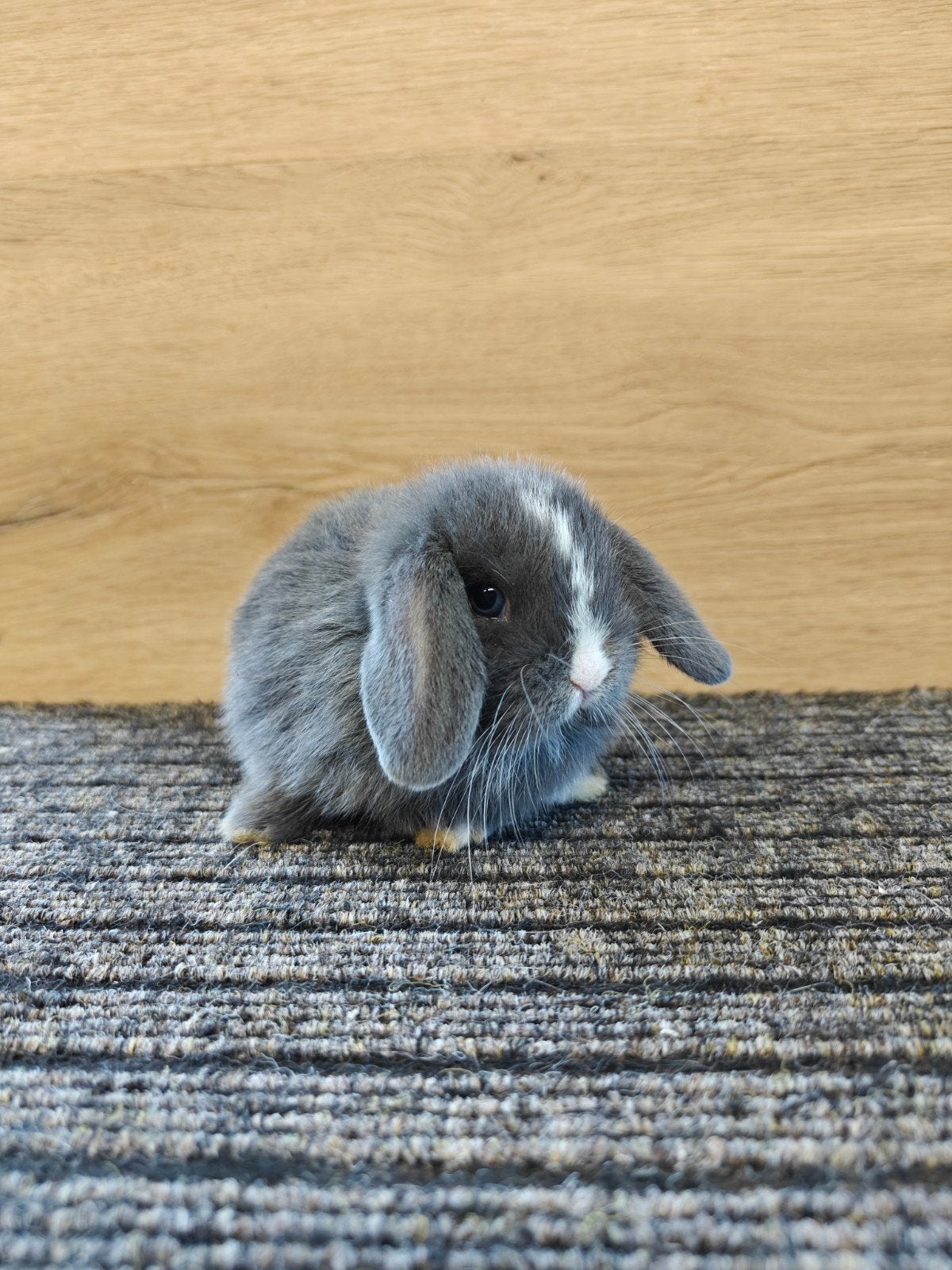 4 minilopjes (2 rammen, 2 voedsters), Plusieurs animaux, Nain, Oreilles tombantes, 0 à 2 ans