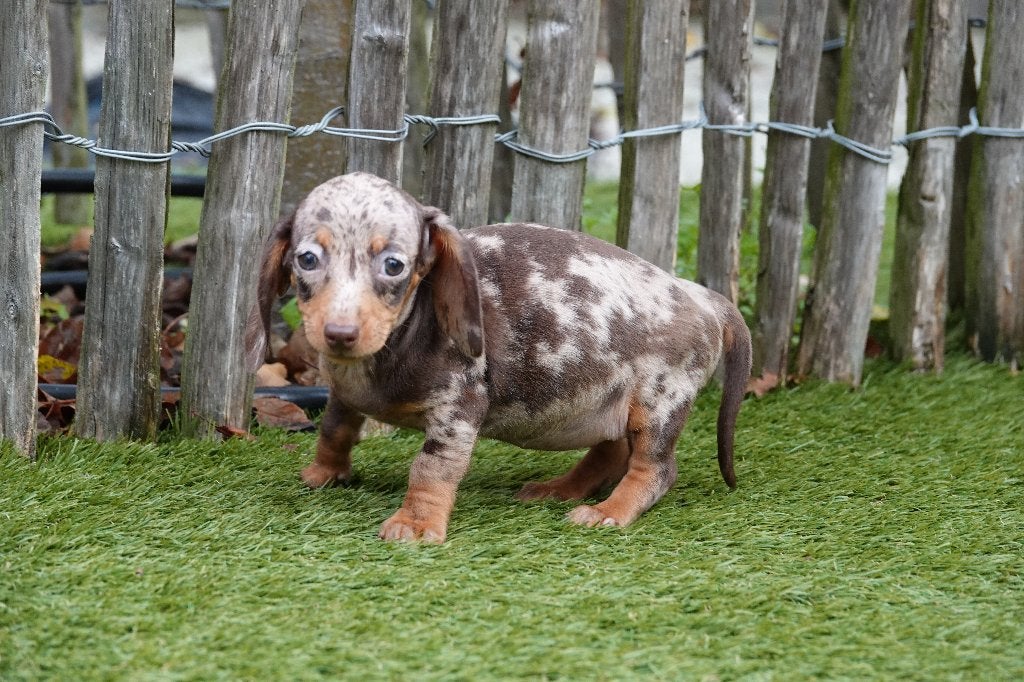 Kortharige dwergteckel pups, met stamboom; choco merle & tan, Dieren en Toebehoren, België, CDV (hondenziekte), 8 tot 15 weken