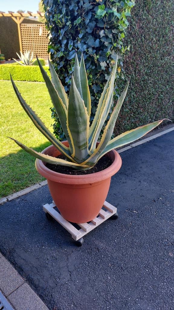 Agave Americana, Ophalen, Vaste plant