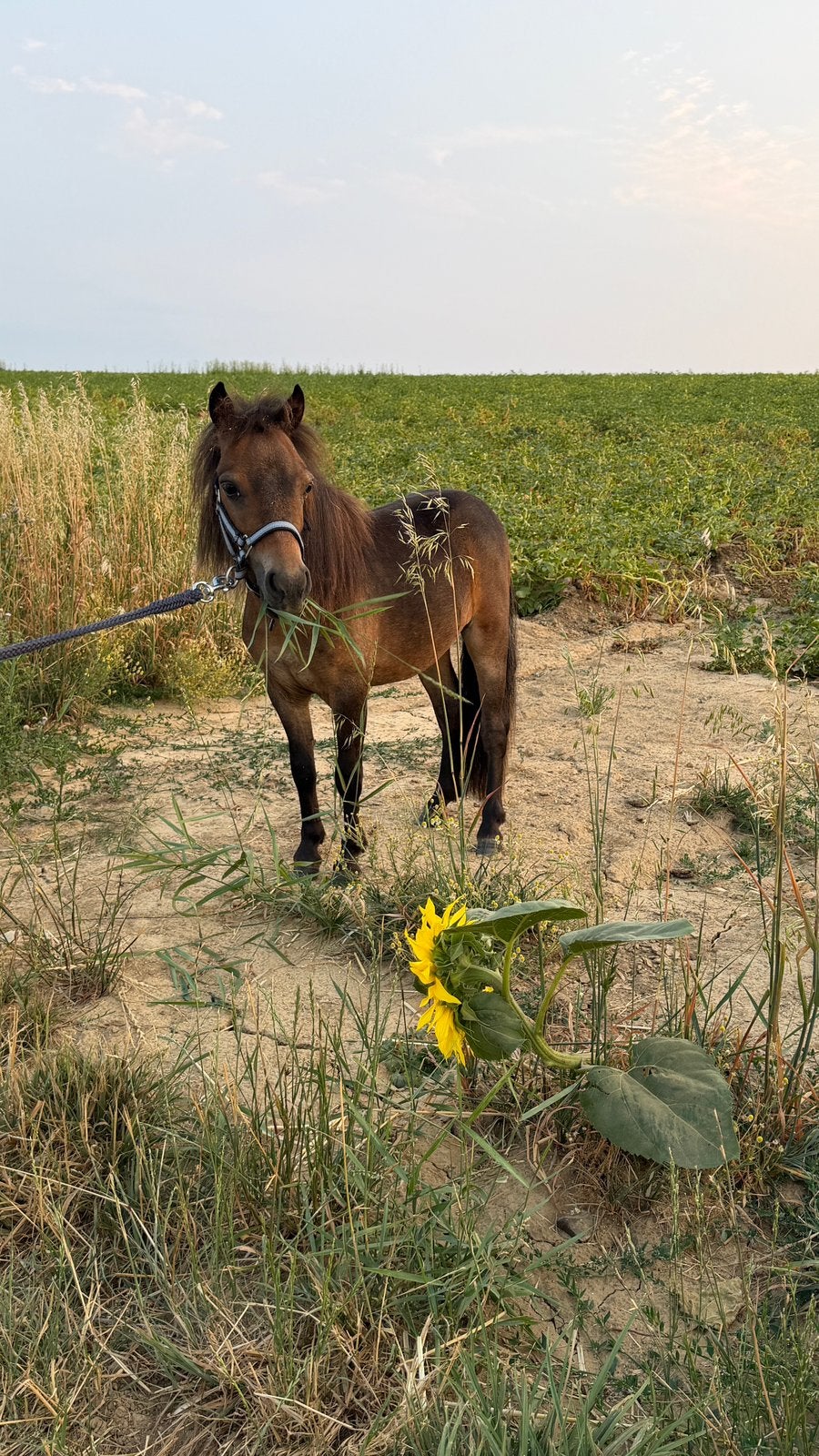 Pony/mini paardje te koop, Dieren en Toebehoren, Hengst, M, Gechipt, 0 tot 2 jaar