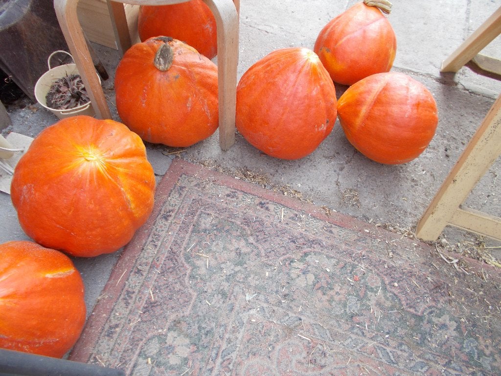 Zelfgekweekte pompoenen + snijbonen + aardappelen, Diversen, Levensmiddelen, Ophalen