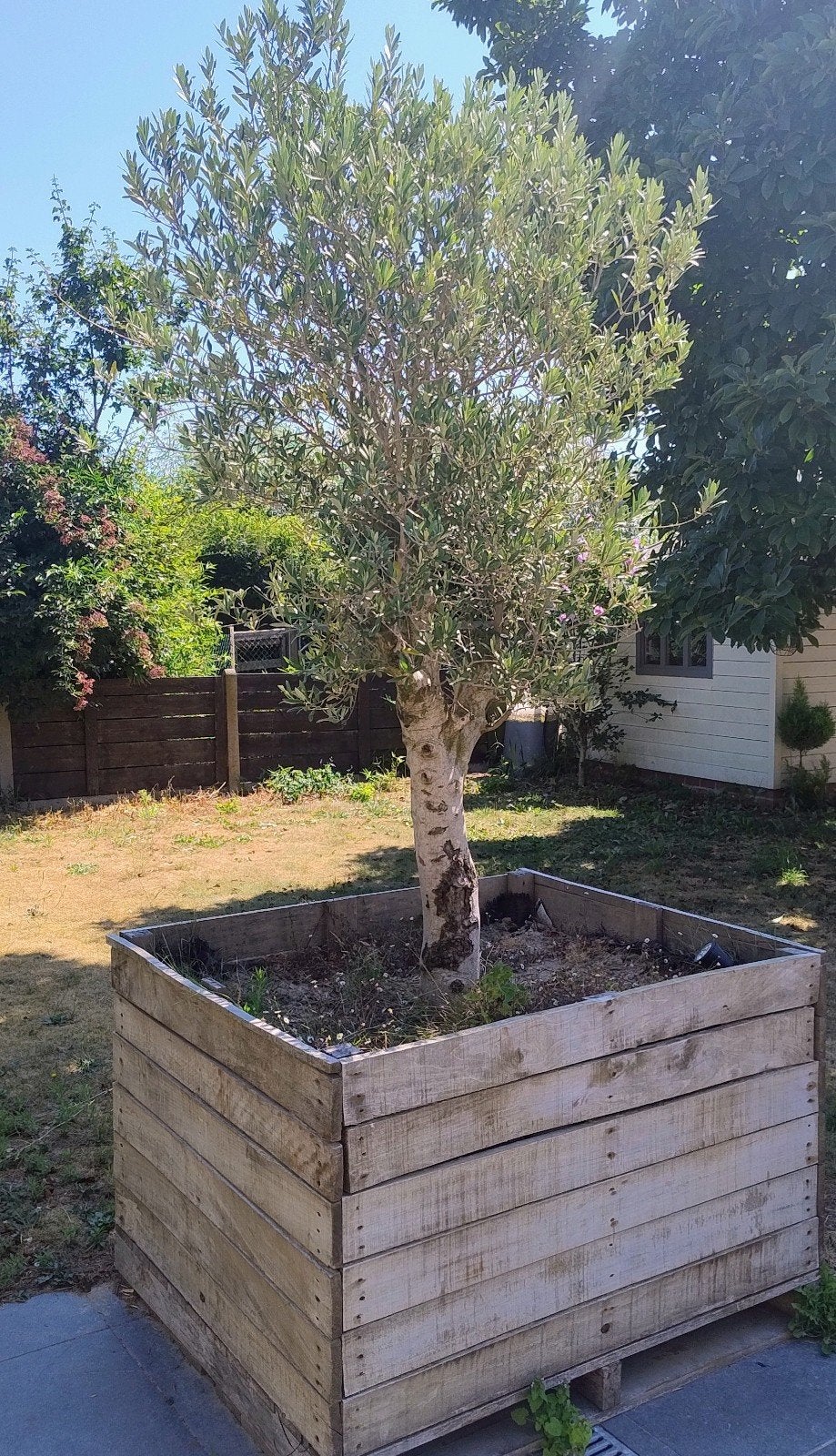 Heel mooie olijfboom, Tuin en Terras, Ophalen, Olijfboom