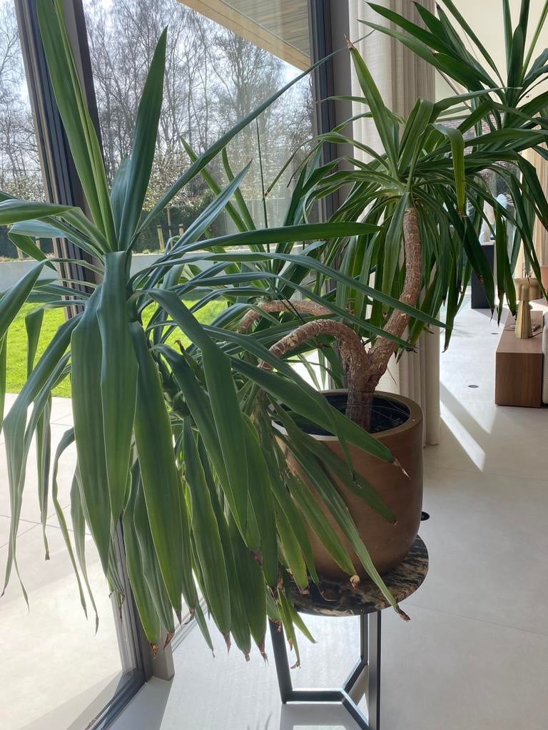 Kamerplant, Ophalen