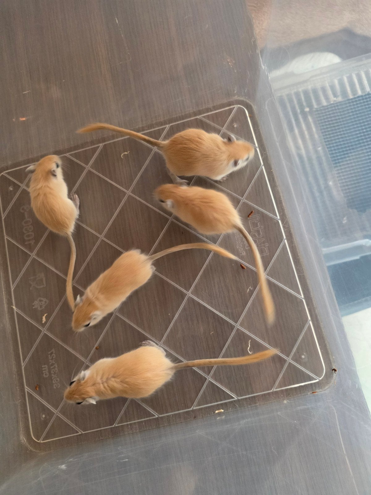 Bonte Baby gerbils te koop