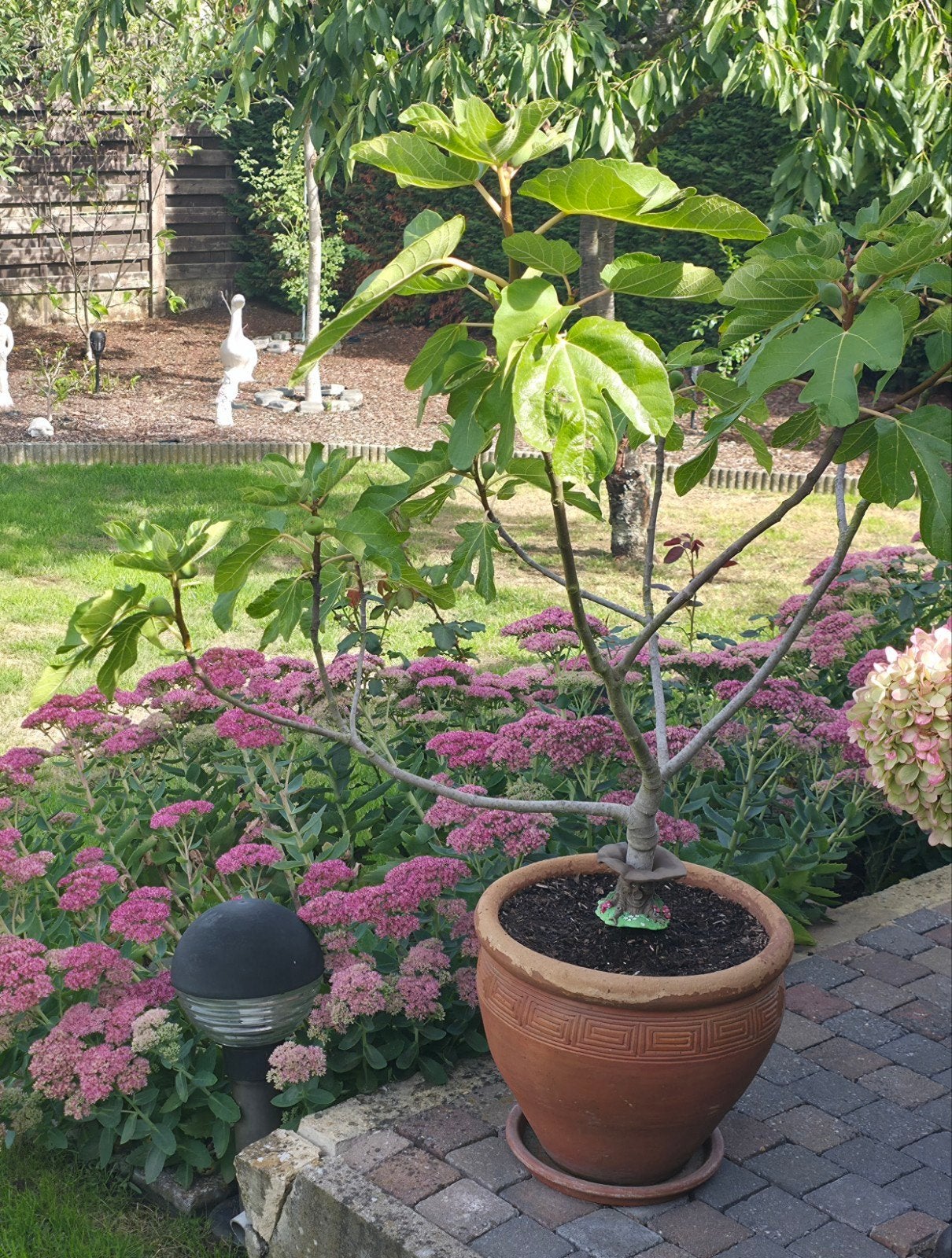 Vijgenboom in stenen pot, Ophalen, In pot