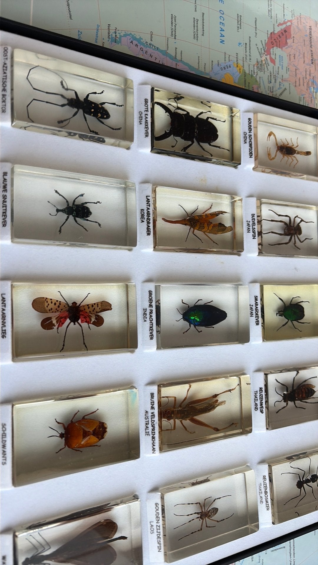 15 insecten verschillende landen, Animaux & Accessoires, Insectes & Araignées