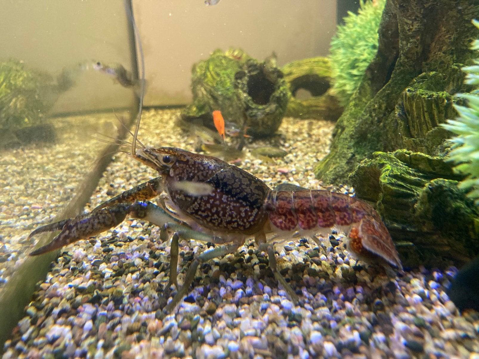 Kreeften, Dieren en Toebehoren, Vissen | Aquariumvissen