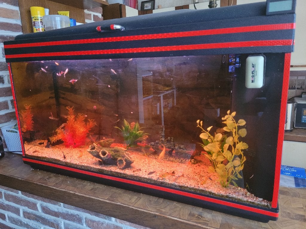aquarium complet 105 l + poisson et déco. lire svp, JBL, Aquarium d'eau douce rempli, Comme neuf, Enlèvement