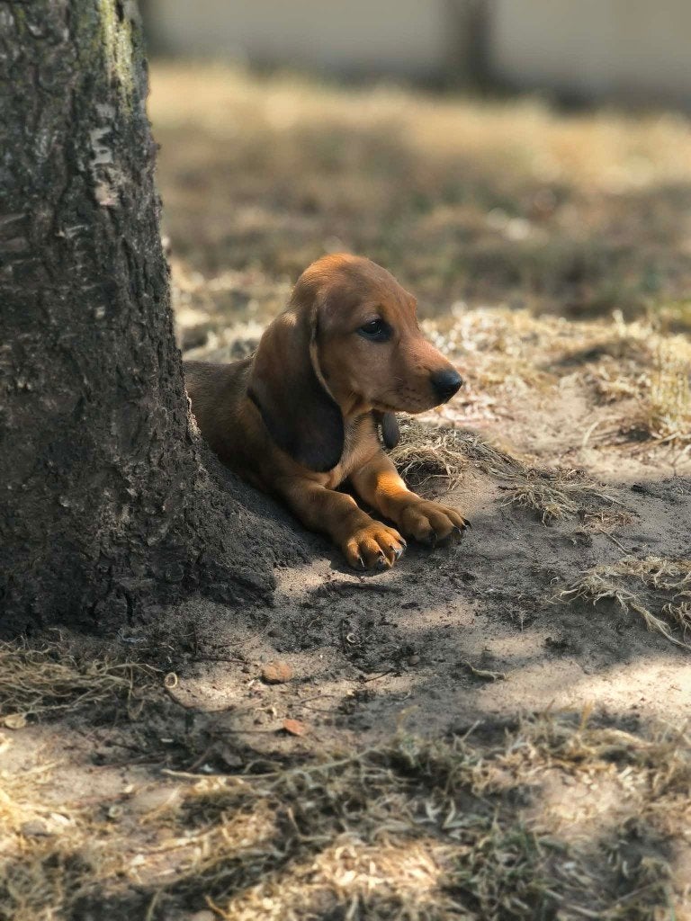 de magnifiques chiots teckels sont nés chez nous ! !, Maladie de Carré (chiens), Poils longs, Plusieurs, Nain