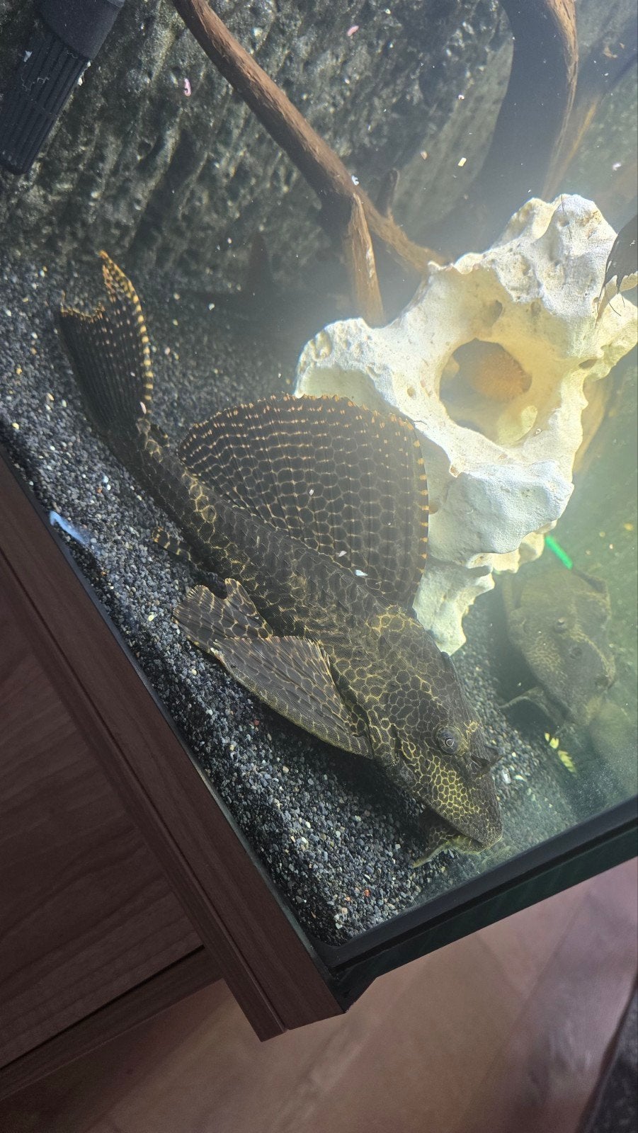 2 pleco, Dieren en Toebehoren, Ophalen, Zo goed als nieuw