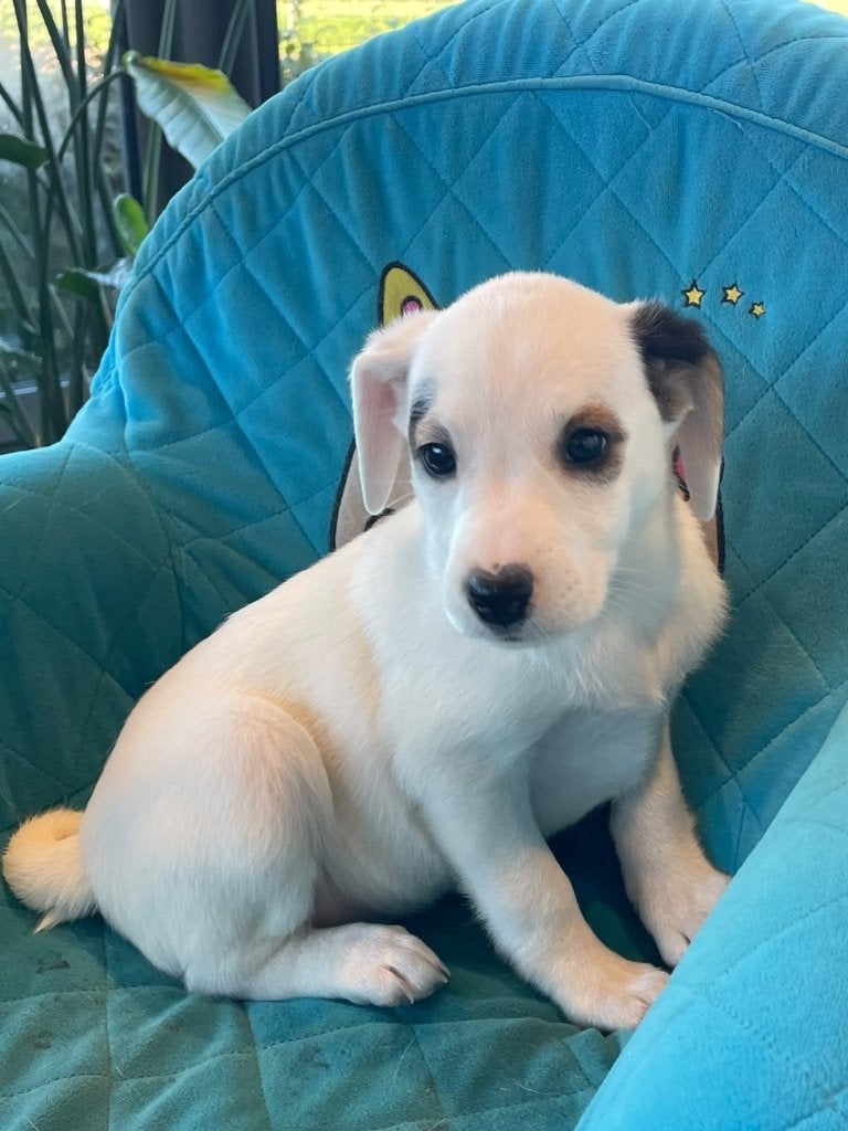 jack russell pups, België, Fokker | Hobbymatig, Jack Russell Terriër, 8 tot 15 weken