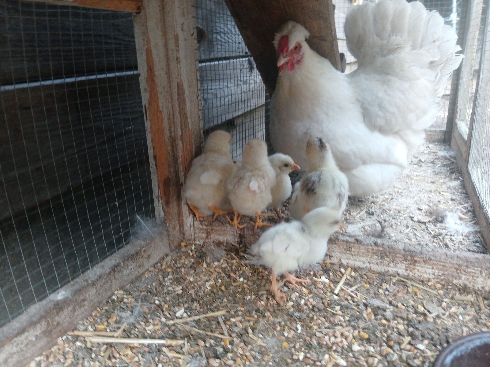 Kip met 10 kuıkens, Dieren en Toebehoren, Kip