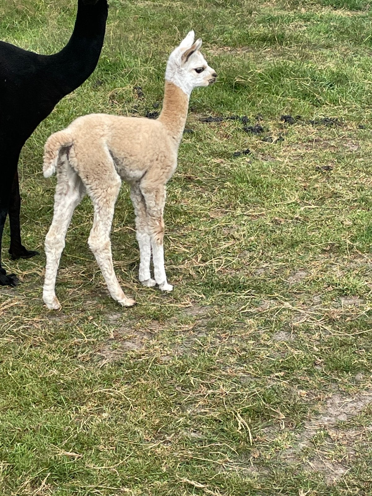 Alpaca cria merrie, Juni, Vrouwelijk