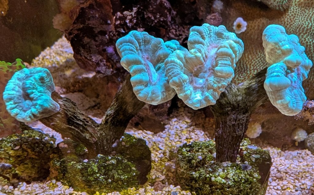 Koraalstekken, Dieren en Toebehoren, Vissen | Aquariumvissen, Zoutwatervis