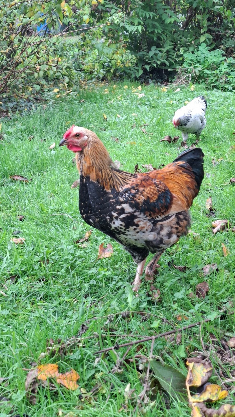 Haan, Mâle, Poule ou poulet