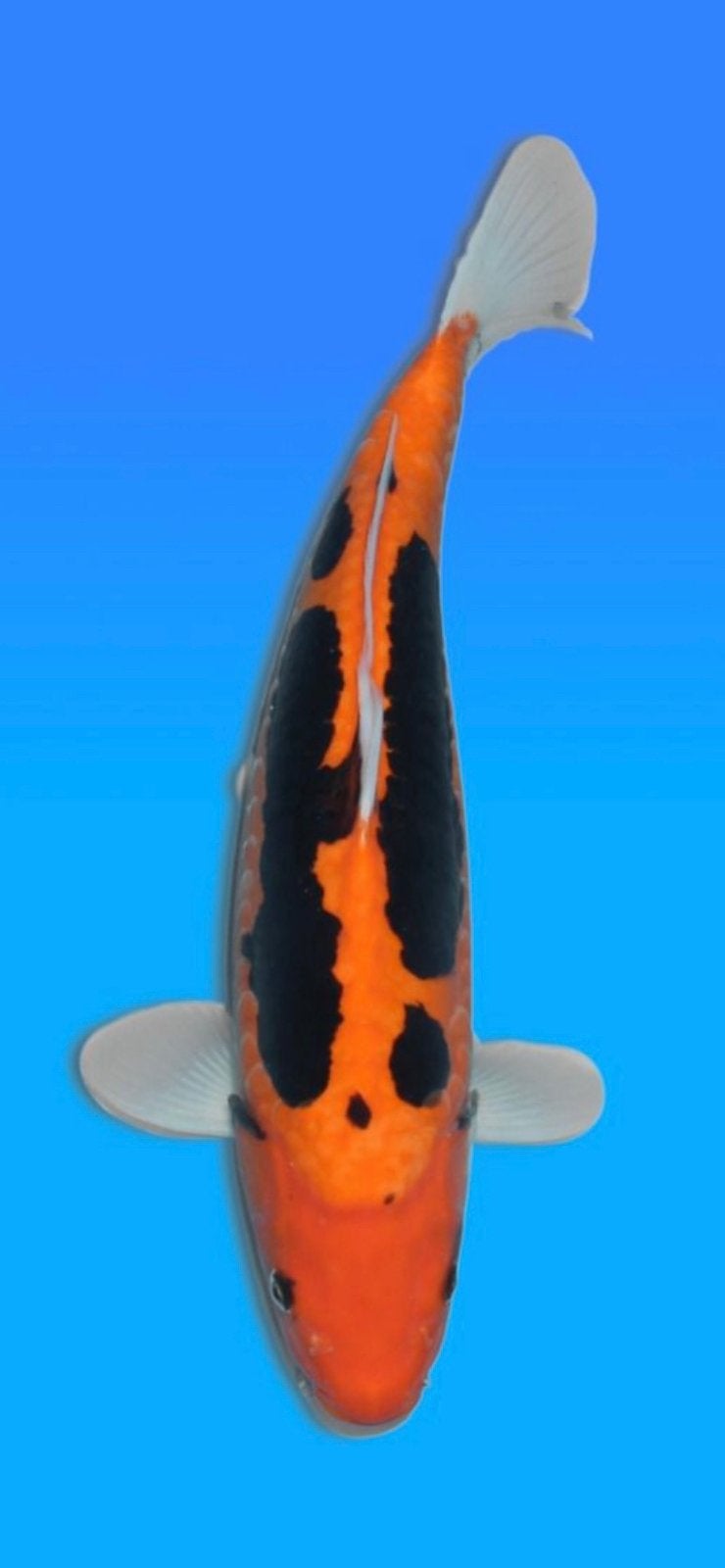 Beni Kumonryu, Karper of Koi