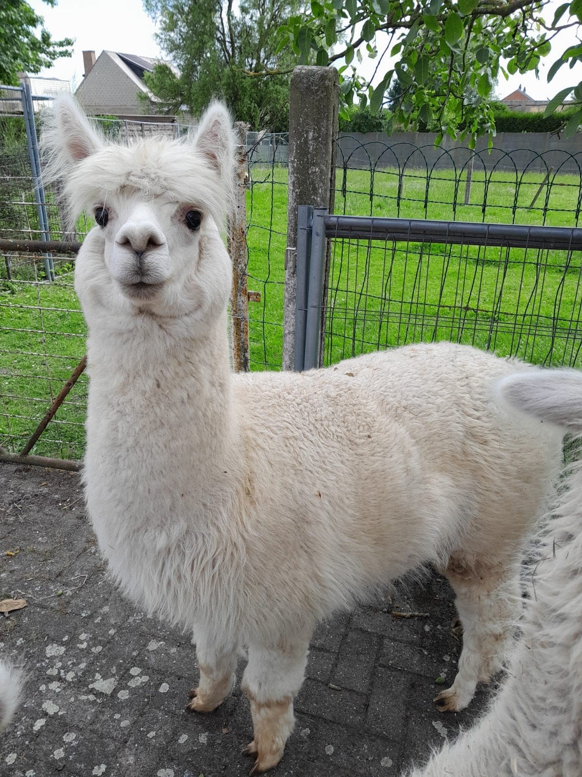 Alpaca hengst 3j, Dieren en Toebehoren, April, Mannelijk