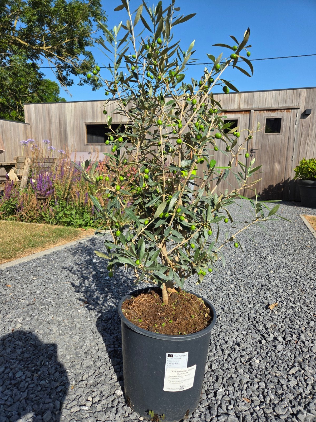 Olijfboom Olea Europaea struik, Tuin en Terras, Ophalen, Olijfboom