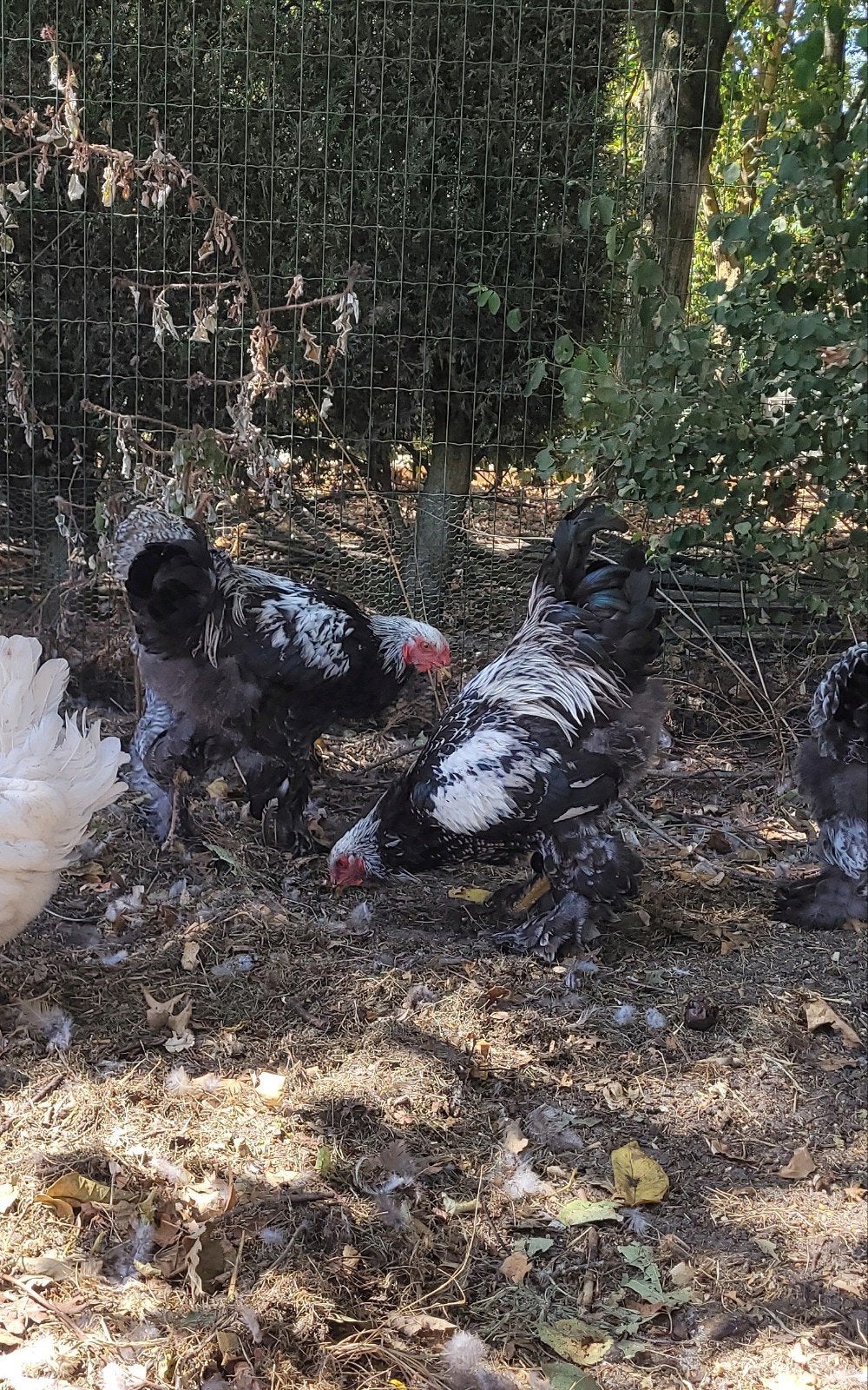 2 Brahma hanen te koop, Dieren en Toebehoren, Pluimvee, Mannelijk, Kip