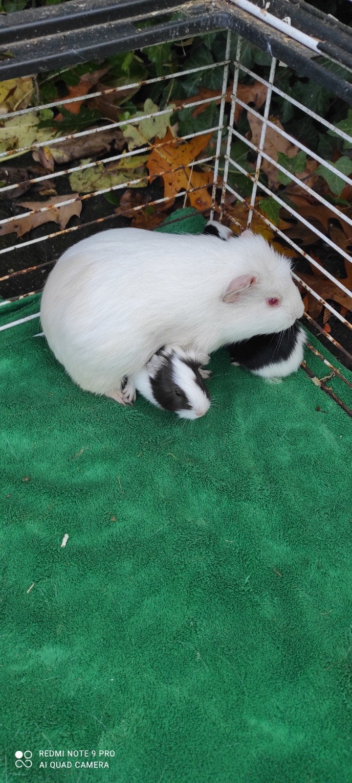 Mama cavia met 3 kleintjes!, December, Vrouwelijk, Cavia