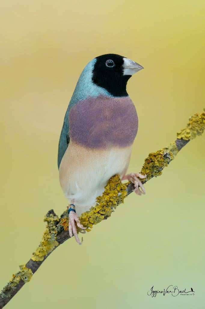 gould amandine  blauw, Dieren en Toebehoren, Vogels | Overige Vogels, Meerdere dieren, Tropenvogel, Geringd