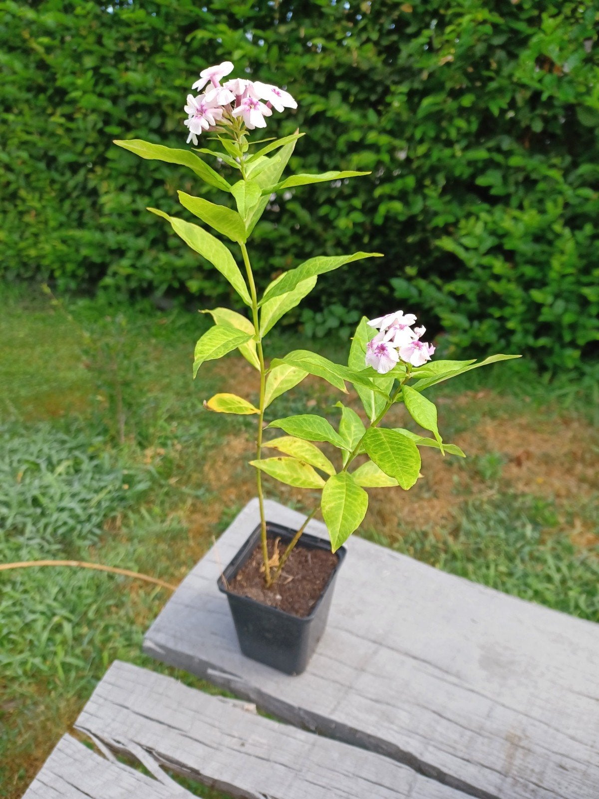 Phlox of vlambloem, Tuin en Terras, Ophalen