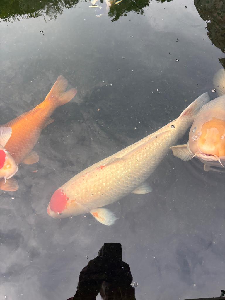 Koi, Dieren en Toebehoren, Karper of Koi